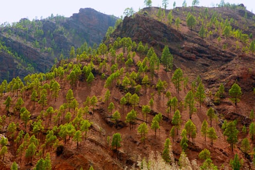 Gran Canaria Canary pine mountains in canaries