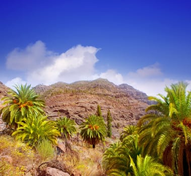 Gran Canaria Canary Palm tree mountains Phoenix canariensis