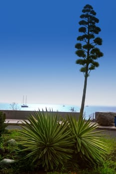 Amadores Agave in Gran Canaria Canary islands