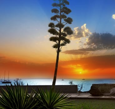 Amadores agave sunset in Gran Canaria Canary islands