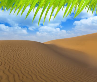 Desert sand dunes in Maspalomas Oasis Gran Canaria at Canary islands