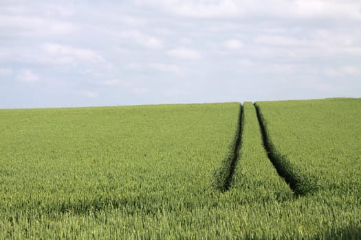 Grain field