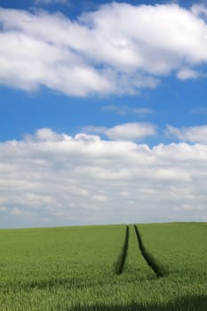 Grain field