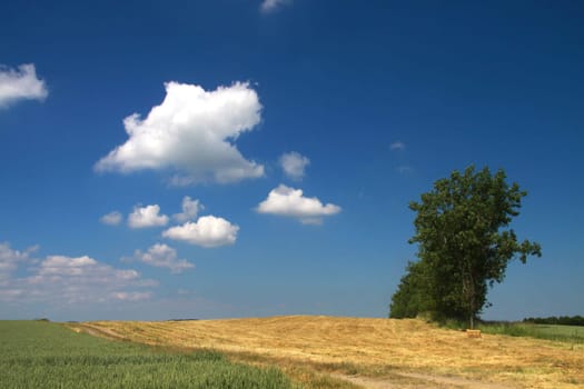 Grain field