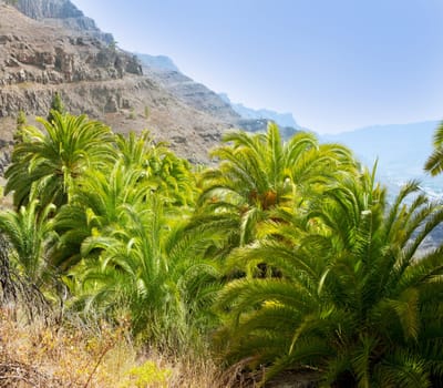 Gran Canaria Canary Palm tree mountains Phoenix canariensis