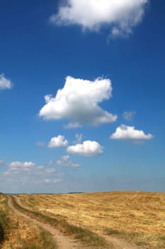 Grain field