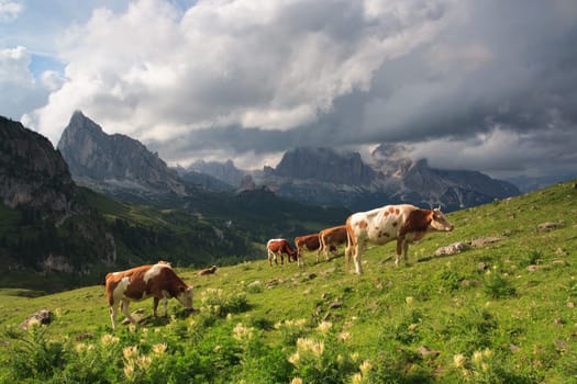 Grazing bulls on meadow, Dolomites. Nature scenery.