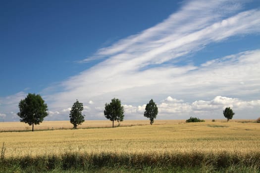 Grain field