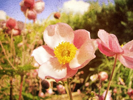 Anemone