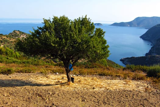 A lonely green tree and the sea, landscape in Alonisos, Greece