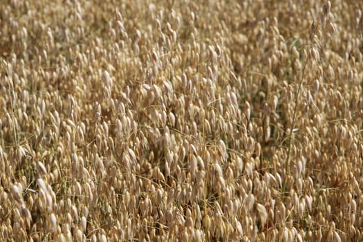 Grain field