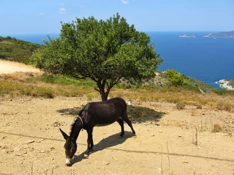 A greek donkey is eating against a lonely tree and the aegean sea at Alonisos of Greece