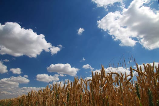 Grain field