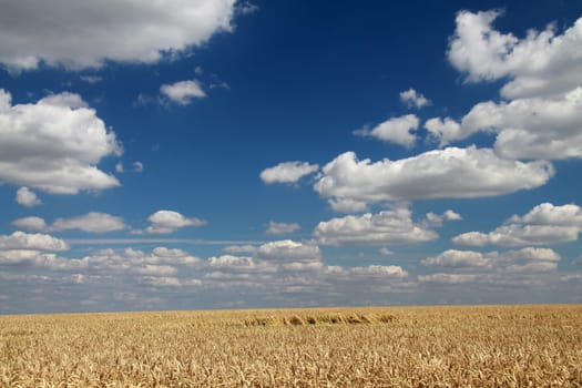 Grain field