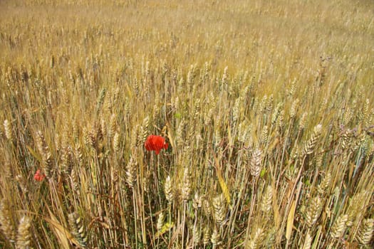 Grain field