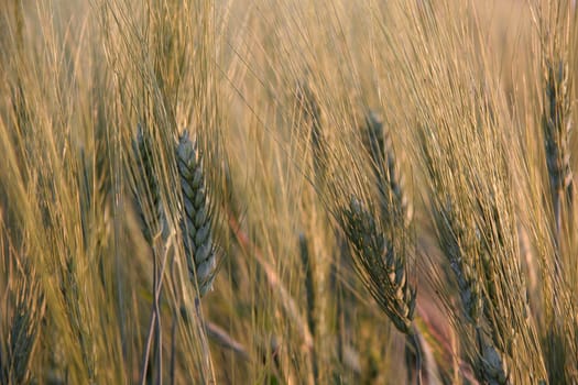 Grain field
