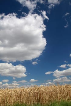 Grain field