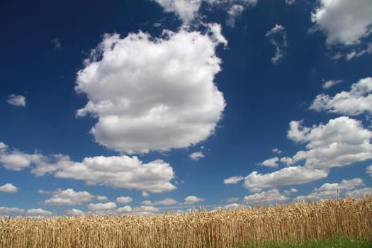 Grain field
