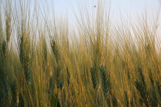 Grain field