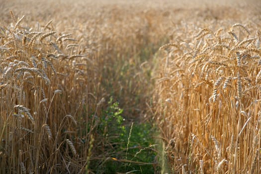 Grain field
