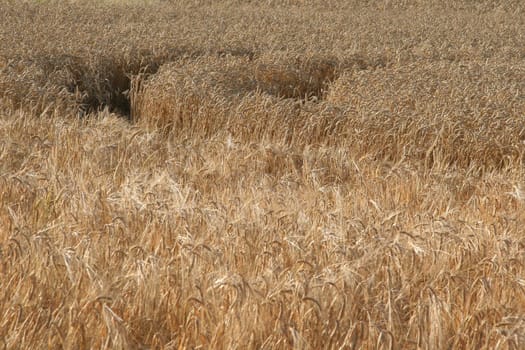 Grain field