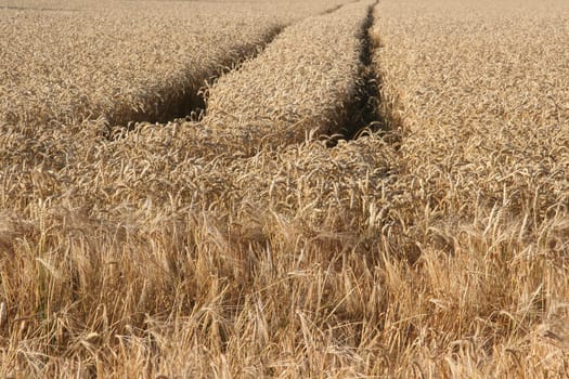 Grain field