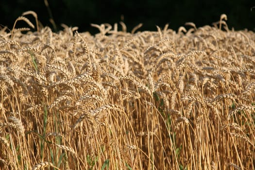 Grain field