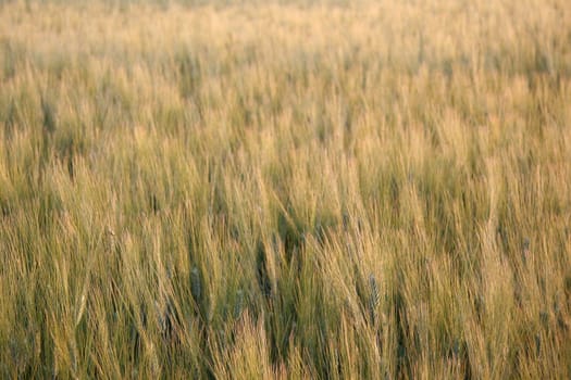 Grain field