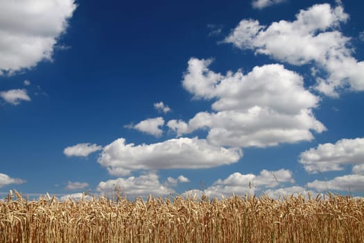 Grain field