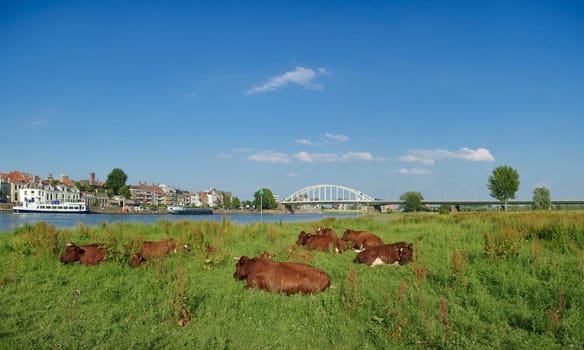 cows in a typical dutch landscape in front of the Dutch city of Deventer