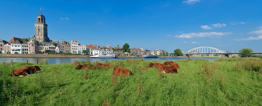 cows in a typical dutch landscape in front of the Dutch city of Deventer
