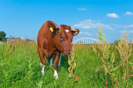 brown cow standing in a meadow with a bridge in the background