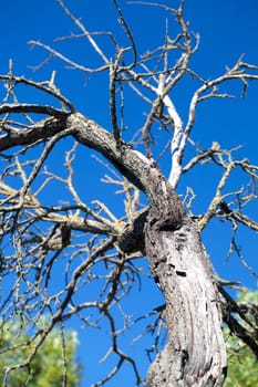 Old tree