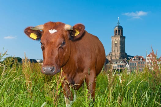brown cow standing in a meadow with a church in the background