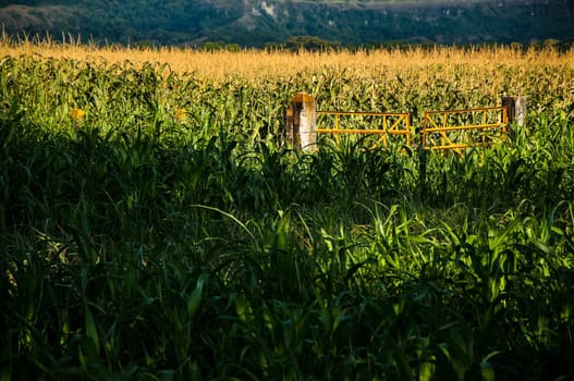 A field of corn being beautifully lit by the sun.
