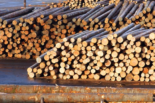 Wood log pile background
