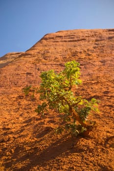 Tree growing on an orange ocher hills and blue sky in the background. Ocher rocks (French Colorado) near Rustrel (Provence, Southern France)