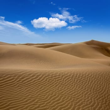Desert dunes sand in Maspalomas Oasis Gran Canaria at Canary islands