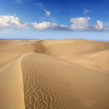 Desert dunes sand in Maspalomas Oasis Gran Canaria at Canary islands