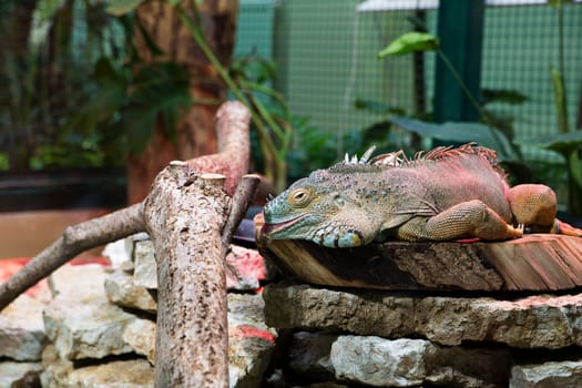 One isolated iguana feel good in zoo cell