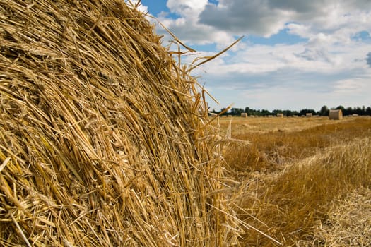 Zoomed rye ball where seems its yellow stems