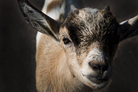 Brown goat watch in lens with curious look