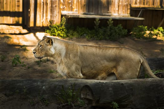 Young female lion is moving somewhere without purpose