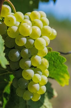 Grapes on the vine