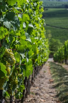 Vineyard in the Palatinate