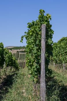 Vineyard in the Palatinate