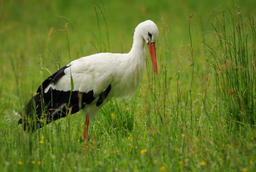 White stork in the meadow