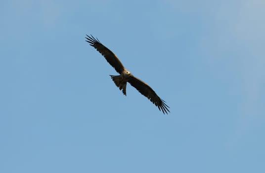 Desert Buzzard