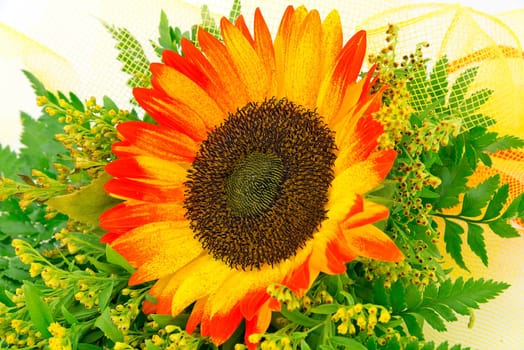 sunflower, flower