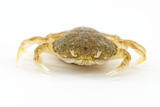 crustacean